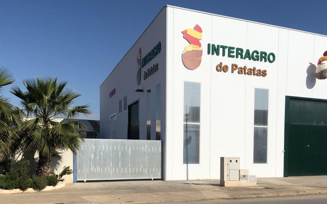 La campaña de patata temprana deja un buen sabor de boca en la zona de Murcia y Cartagena