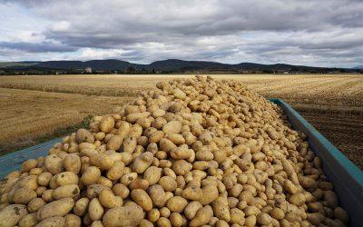 Carnero firma la orden de reconocimiento de la Interprofesional de la Patata
