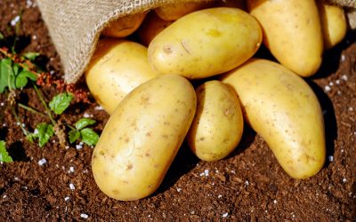 Interagro cierra el círculo de la patata nueva española