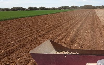 Interagro de Patatas planifica ya las siembras para la campaña 2021