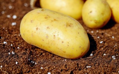 “Mejor poner variedades de patata polivalentes” Cosme Catalán