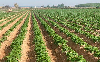 Interagro de Patatas finaliza la siembra en Castilla y León con 500 hectáreas y buenas expectativas de comercialización